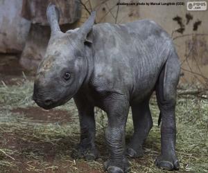 пазл Разведение черных носорогов